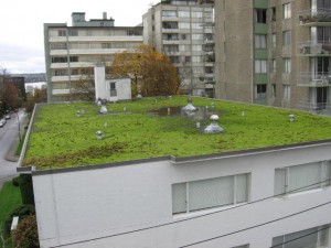 Vancouver green roofs