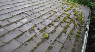 Shingle Roof Leak - Crucial Roof Services